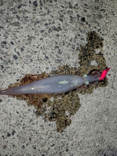 ヤリイカの釣果