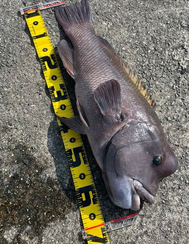 カンダイの釣果