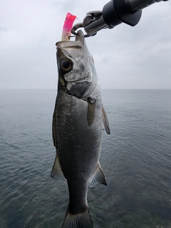 セイゴ（ヒラスズキ）の釣果