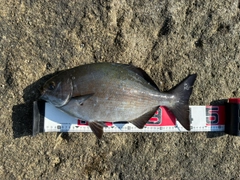 イスズミの釣果