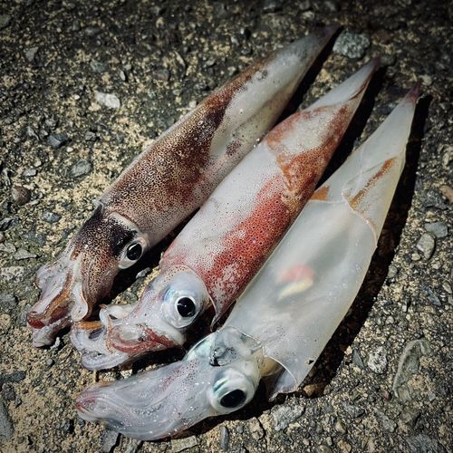 ヤリイカの釣果