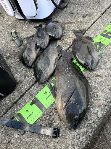 クチブトグレの釣果