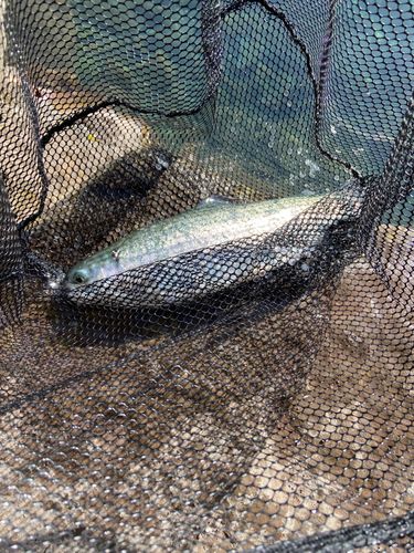 ニジマスの釣果