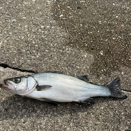 セイゴ（ヒラスズキ）