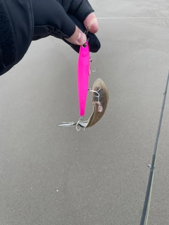 シタビラメの釣果