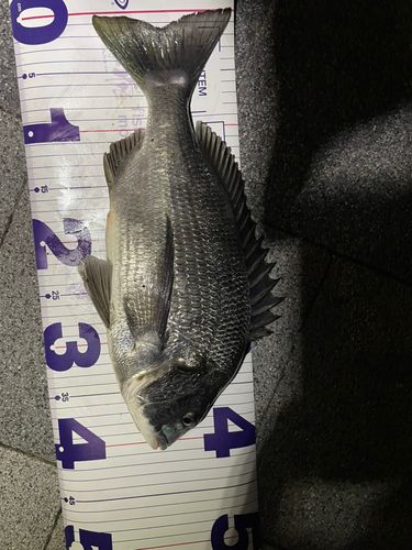 クロダイの釣果