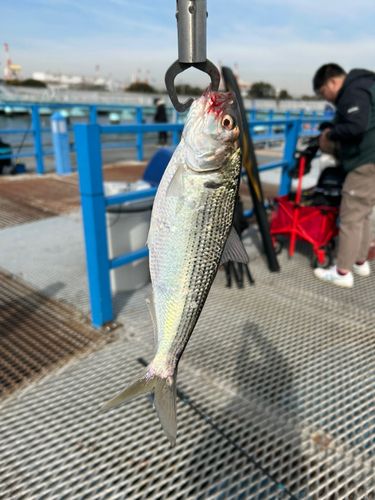 コノシロの釣果