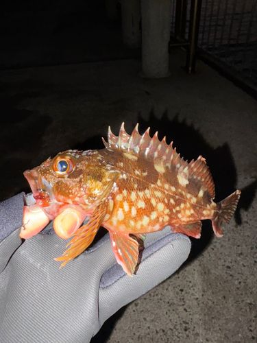 新舞子マリンパーク