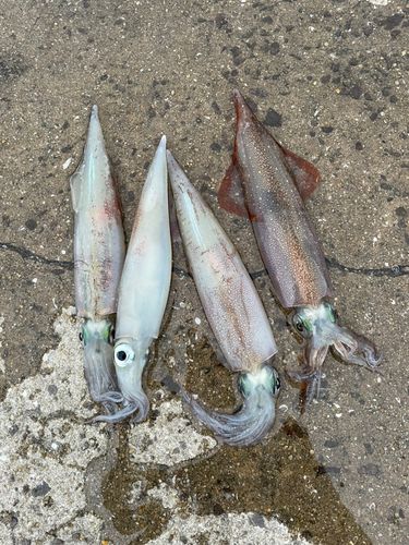 ヤリイカの釣果