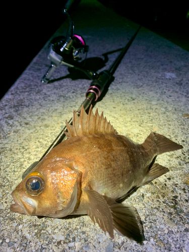 シロメバルの釣果