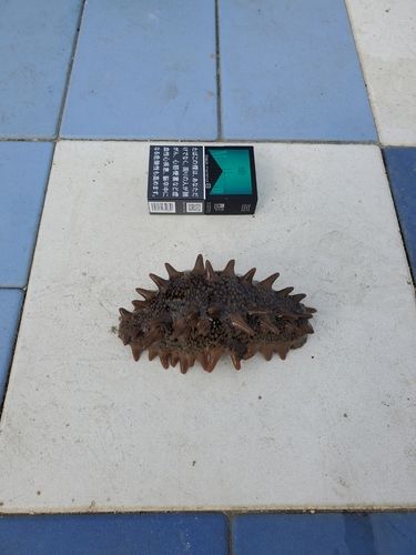 相馬港釣り桟橋