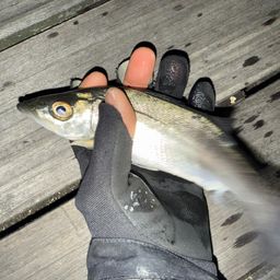 セイゴ（マルスズキ）