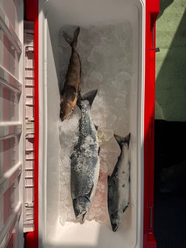 サクラマスの釣果