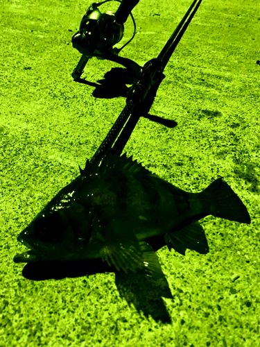 三陸海岸（岩手）