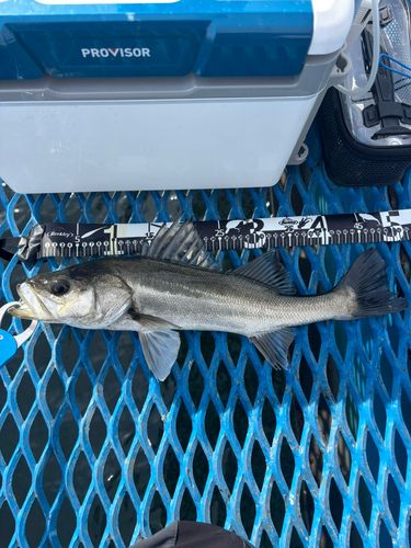 オリジナルメーカー海釣り公園