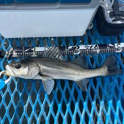 フッコ（マルスズキ）