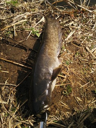マナマズの釣果