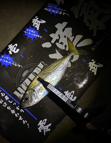 マアジの釣果