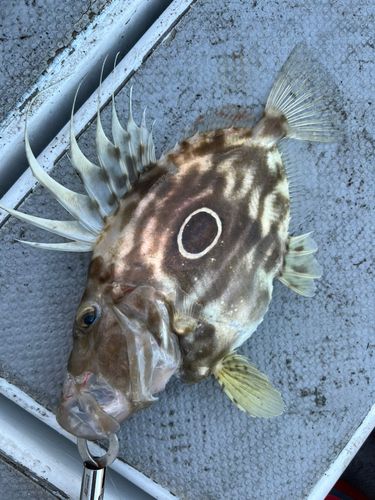 マトウダイの釣果