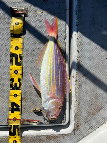 イトヨリダイの釣果