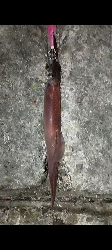 ヤリイカの釣果