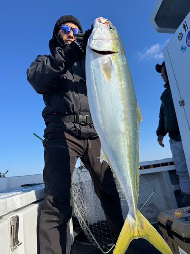 ヒラマサの釣果