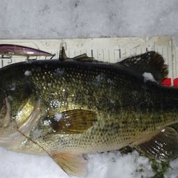 ラージマウスバス