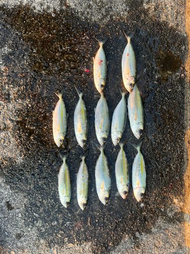 メアジの釣果