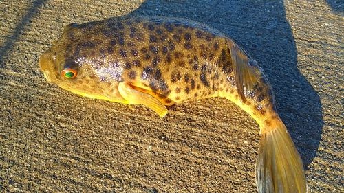 小名浜港市場前