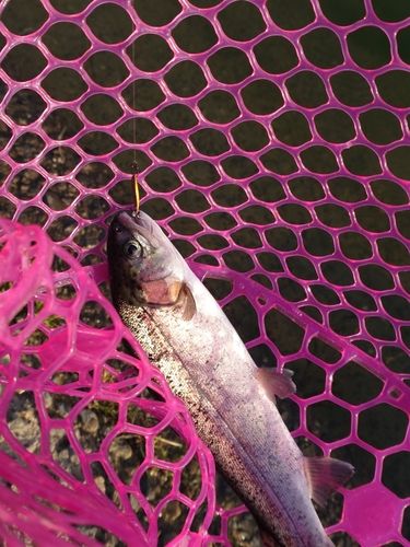 北方川釣り体験場マス釣り場