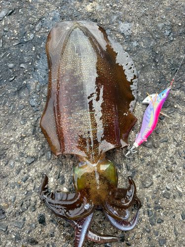 アオリイカの釣果
