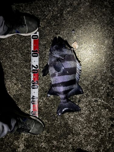 イシダイの釣果