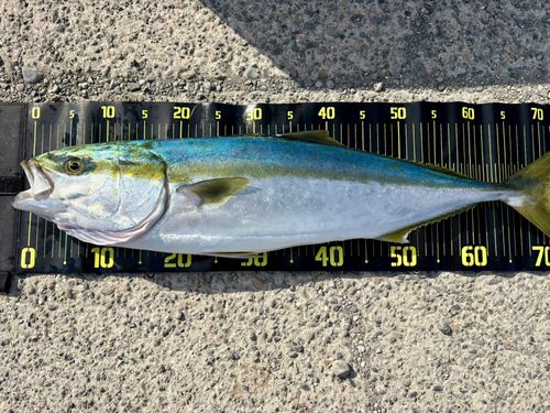 新舞子海岸（富津）