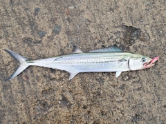 サゴシの釣果