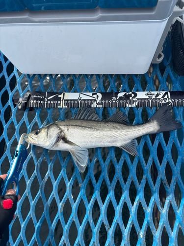 フッコ（マルスズキ）の釣果