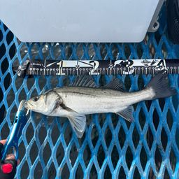 フッコ（マルスズキ）