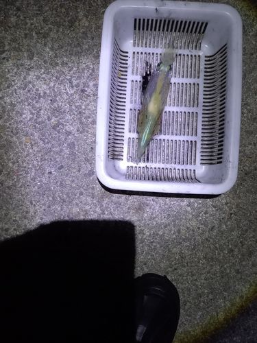 ヤリイカの釣果