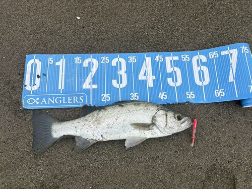 ヒラスズキの釣果