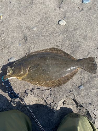 ヒラメの釣果