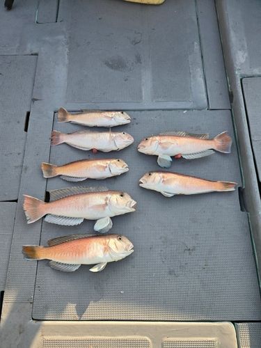 シロアマダイの釣果