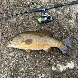 スモールマウスバス