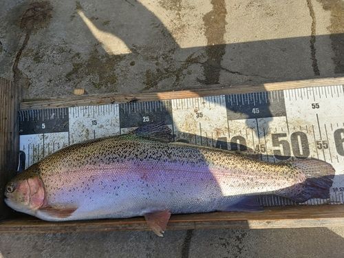 ニジマスの釣果