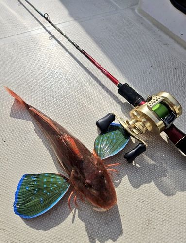 ホウボウの釣果