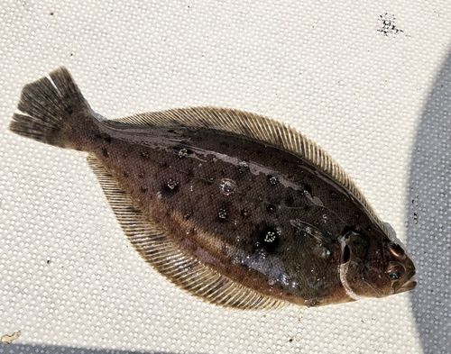 ムシガレイの釣果