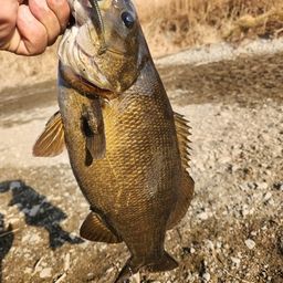 スモールマウスバス