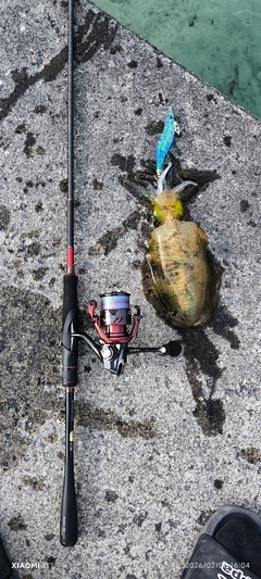 アオリイカの釣果