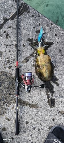 アオリイカの釣果