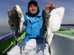 トラフグの釣果