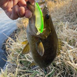 スモールマウスバス