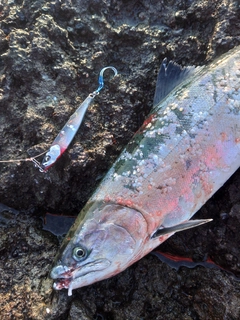 サクラマスの釣果